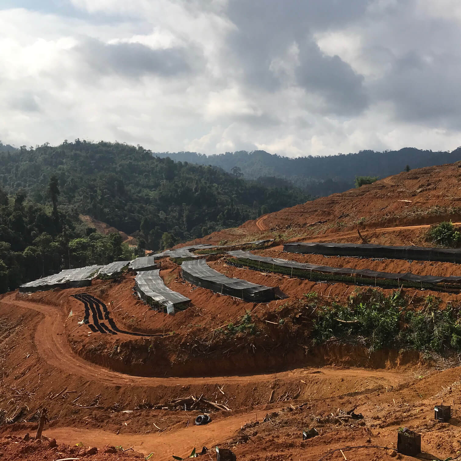 Durian Valley