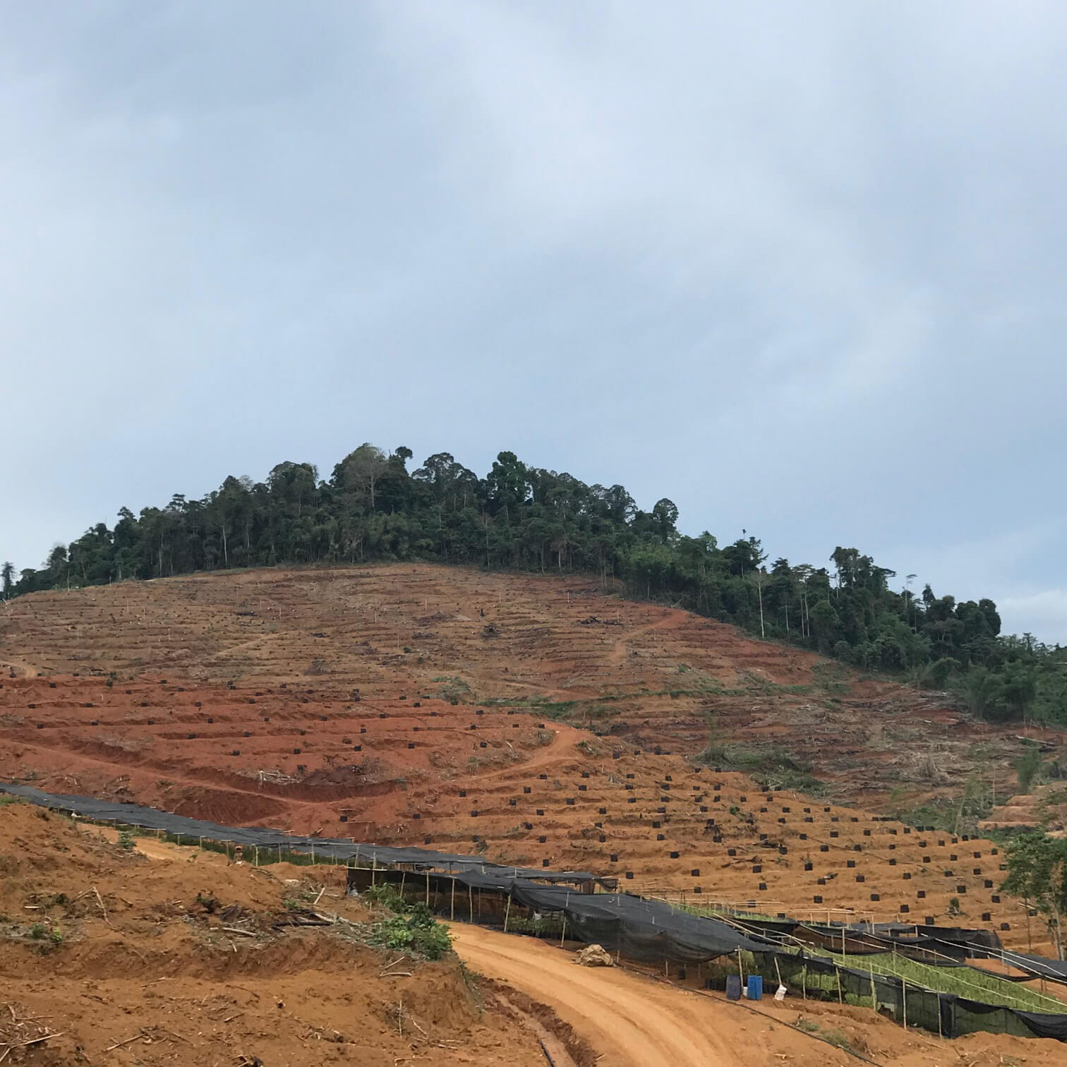 Durian Valley