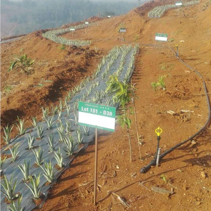 Durian Valley