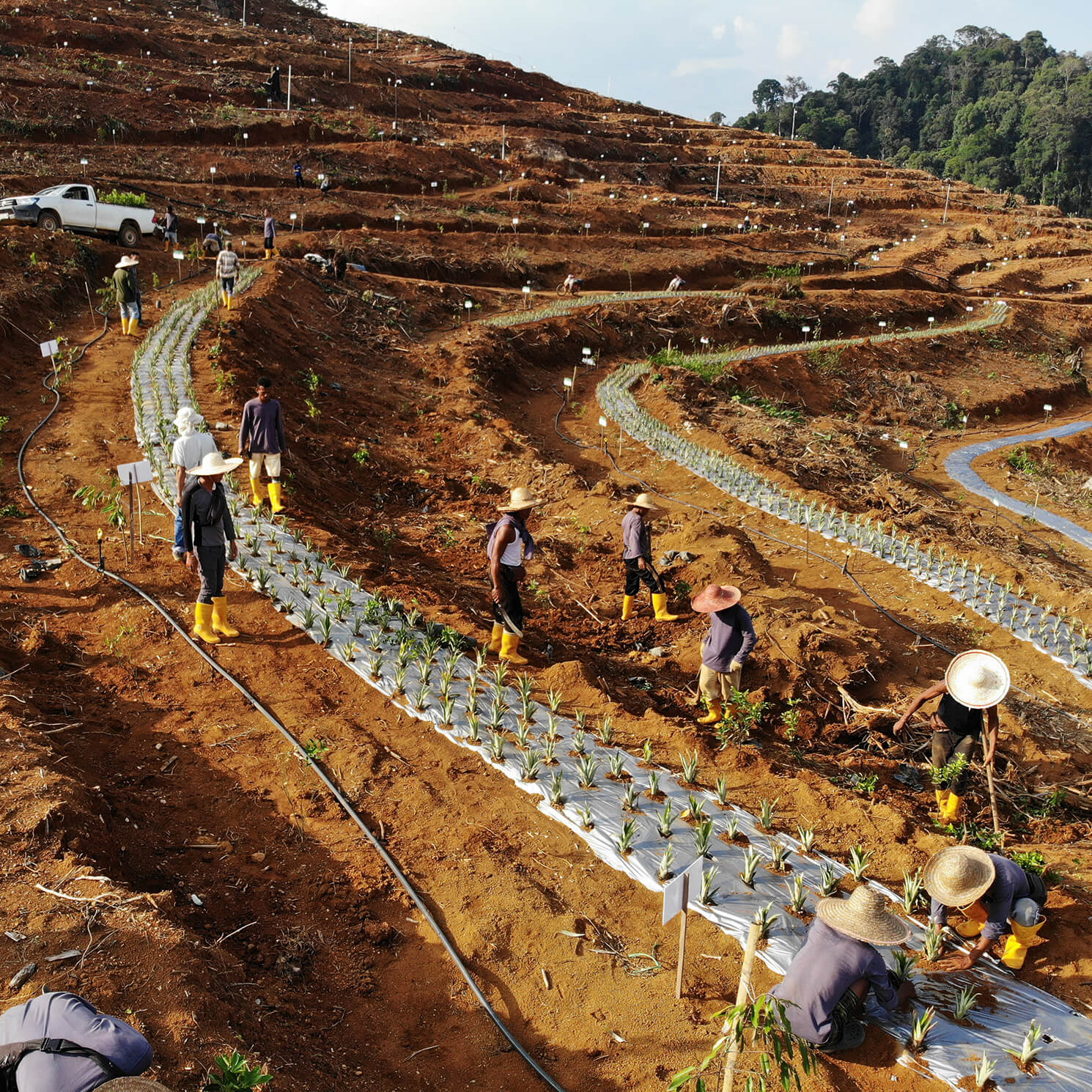 Durian Valley